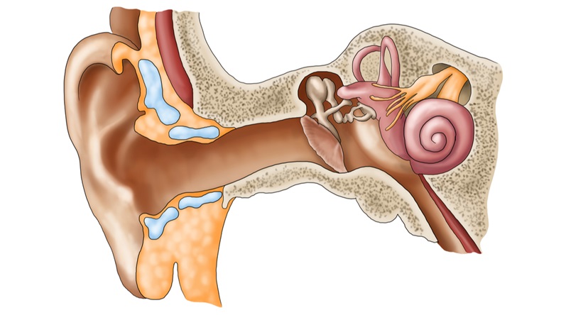 Internal ear