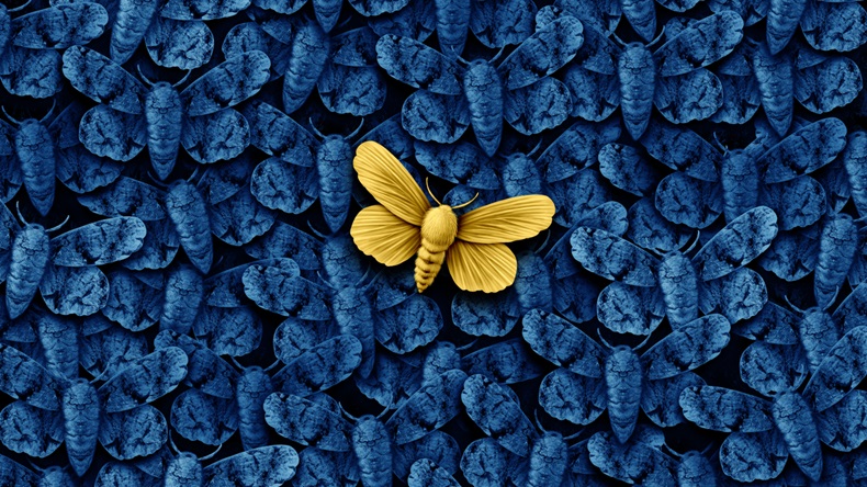 Gold moth