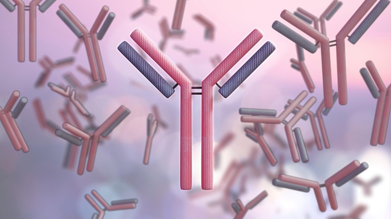Antibody illustration showing the heavy chain (red) and the light chain (blue)