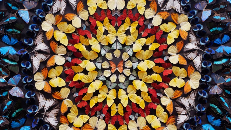 Butterfly Circle