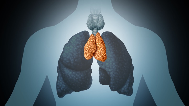 Depiction of the thymus